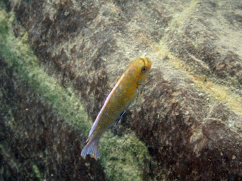 Labeotropheus trewavasae 'Gome'